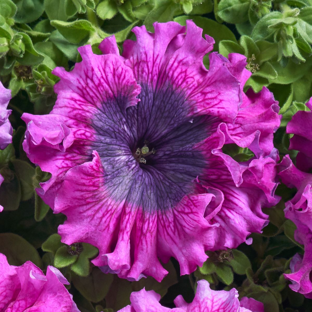 Petunia- Superbissima Dark Purple